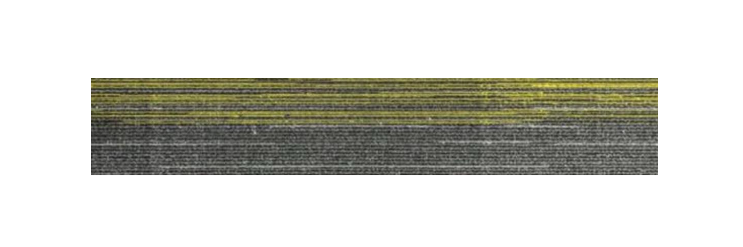 2102-Yellow Carpet Tile