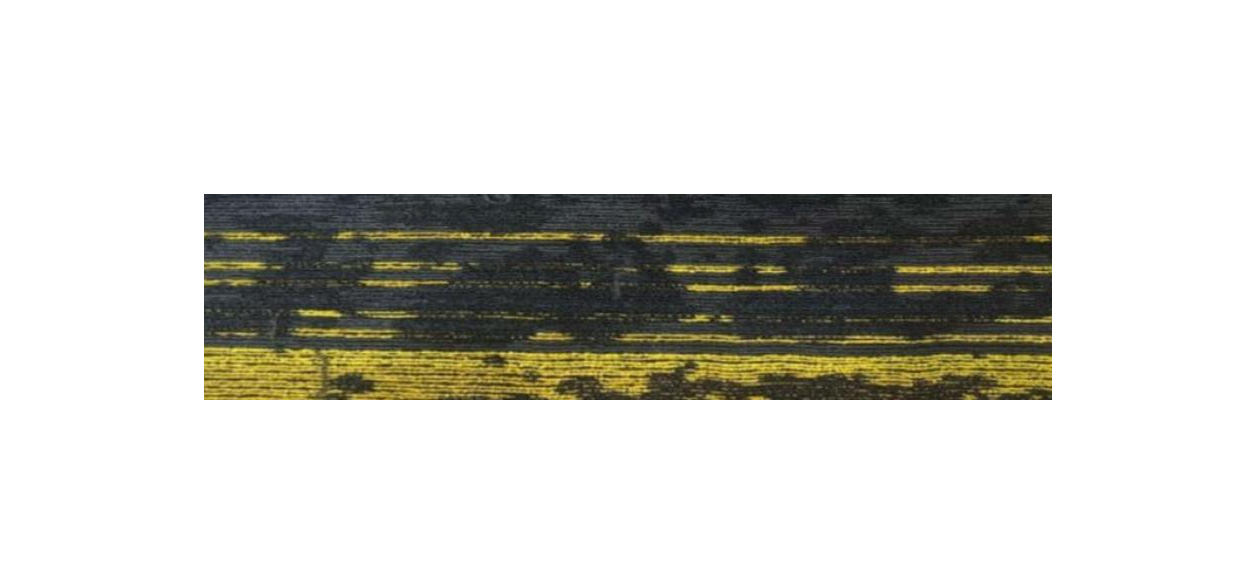 5004A-Yellow Carpet Tile